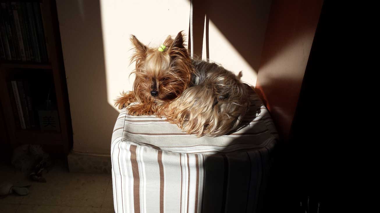 Perros. Trufa tomando el sol.